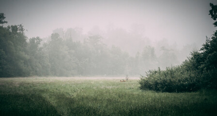 misty morning in the forest with deers