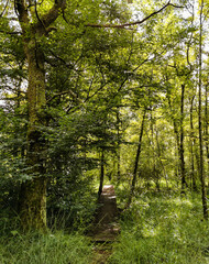 Obraz premium Tourbière de la Grande Pile, détail, Bourgogne-Franche-Comté, France