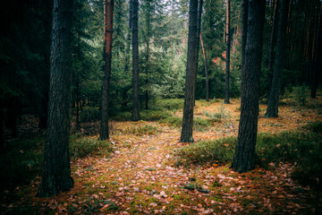 magical autumn forest in the morning