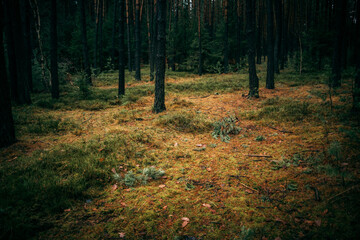autumn spruce forest with dry grass in the morning