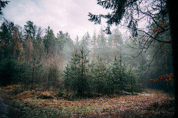 Obraz premium small pine trees at morning in the forest