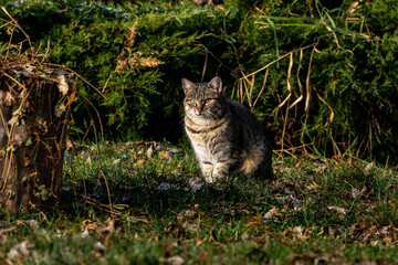 Obraz premium cat looking in the garden