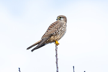Nice profile of a kestrel standing on little branch with light blue background