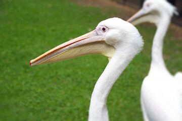 Close up of a large, beautiful Pelican bird in St James's Park, London, England, United Kingdom.