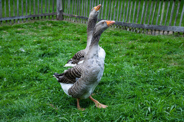 Pommerngänse auf einer Wiese