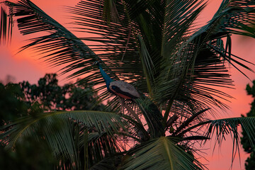Fototapeta na wymiar A blue peacock sits on a coconut tree and a sunset sky in the background