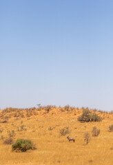 Gemsbok in the Kalahari