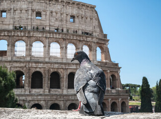 Fototapeta na wymiar Pigeon in front of famous Colosseum (Flavian Amphitheatre) in Rome, Italy.