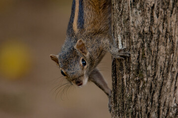The Indian palm squirrel or three-striped palm squirrel is a species of rodent in the family Sciuridae found naturally in India and Sri Lanka.