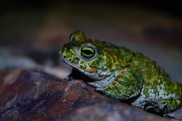 Macro shot of the frog sitting on rock. Isolated on blurred dark background