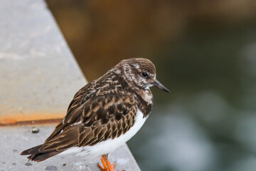 Bird in Gijón, Asturias, Spain. 