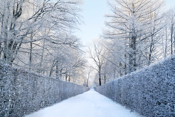 snowy road in a winter park in the forest