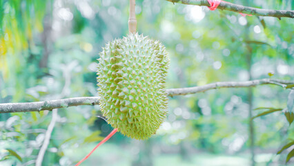 background Durian Fruit Season, Monthong Thai Street Food    Thai Street Food fruit king.