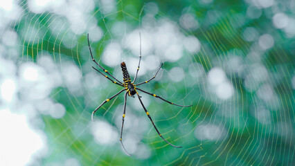 Close up macro shot of a Asia garden spider  sitting in a spider web