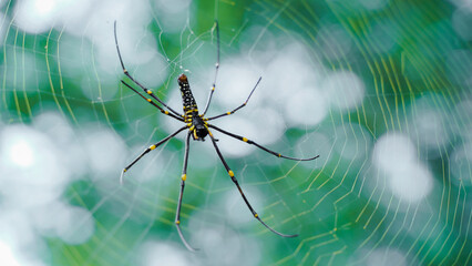 Close up macro shot of a Asia garden spider  sitting in a spider web