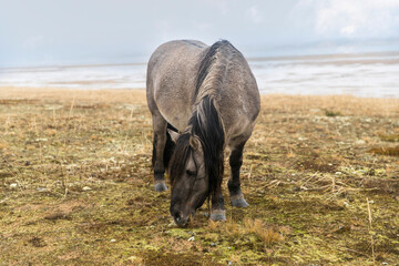 Horse of gray color with a long mane of the Yakut breed in the village of Kuzomen on the Kola...