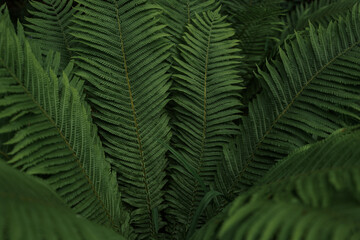 Fototapeta na wymiar Tropical leaves background,jungle leaf garden