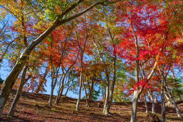 静岡県伊豆市修善寺自然公園もみじ林の紅葉