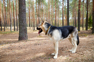 Atypical white Dog German Shepherd in a forest in a summer, spring or autumn day. Albino with white and black fur