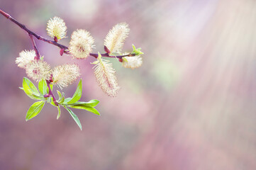 Willow flowers illuminated by the sun. Background of willow branches on a pink blurred background,...