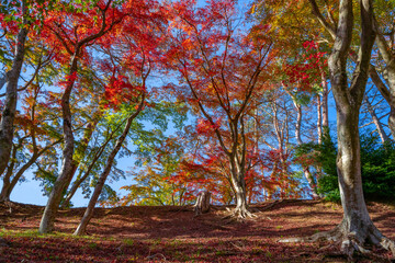 静岡県伊豆市修善寺自然公園もみじ林の紅葉