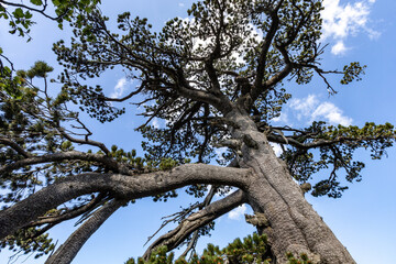 the majestic Pino Loricato (Bosnian pine) called  Patriarca (patriarch) due to its millennial age in the Pollino National Park. Pinus heldreichii or Pinus leucodermis. Calabria and Basilicata, Italy