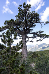 the majestic Pino Loricato (Bosnian pine) called  Patriarca (patriarch) due to its millennial age in the Pollino National Park. Pinus heldreichii or Pinus leucodermis. Calabria and Basilicata, Italy