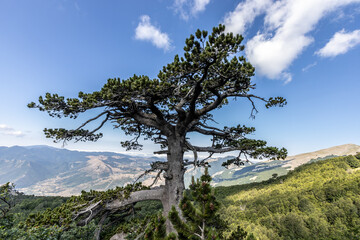the majestic Pino Loricato (Bosnian pine) called  Patriarca (patriarch) due to its millennial age...