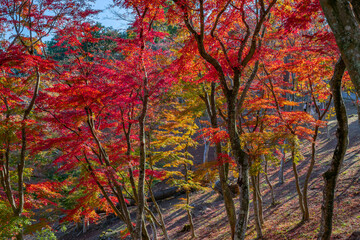 静岡県伊豆市修善寺自然公園もみじ林の紅葉