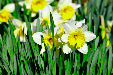 Daffodils blooming on a sunny Spring afternoon