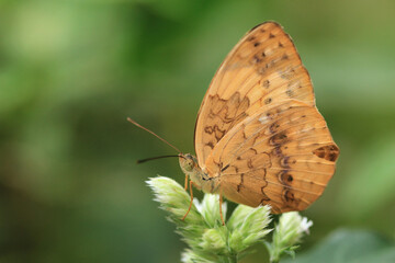beautiful corlorful Rustic Butterfly resting on the green with white flower in the garden