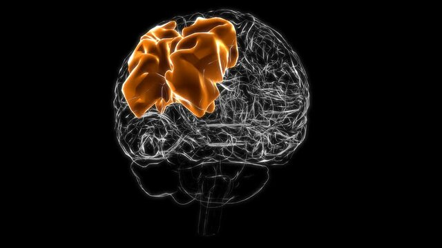 Brain superior parietal lobule Anatomy For Medical Concept 3D Animation