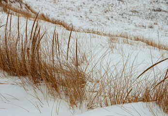 Fototapeta premium 537-04 Dune Grass in Winter
