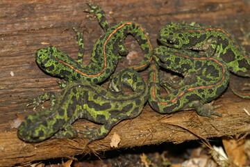Closeup on an aggregation of 4 adult terrestrial French marbled newts, Triturus marmoratus