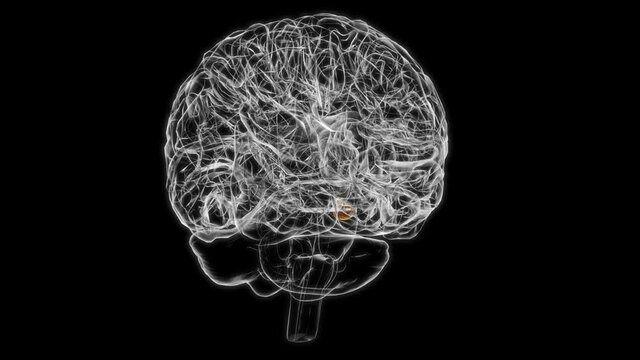 Brain Pituitary gland Anatomy For Medical Concept 3D Animation