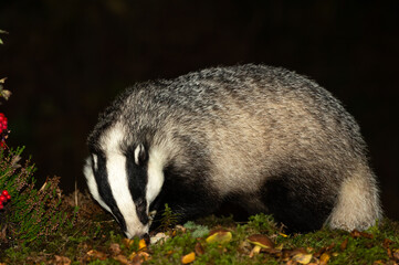 Badger, Scientific name: Meles Meles.  Close up of a large, adult, male badger foraging in Autumn with mushrooms, green moss, red berries and heather.  Horizontal.  Copy Space