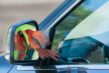 The northern cardinal (Cardinalis cardinalis)