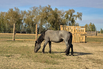Fototapeta premium Beautiful thoroughbred horse in paddock. Small farm in Ukraine. Picturesque rural landscape. a big, strong, hardy horse. Ukraine.