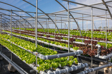 Rows of lettuce with hydroponic system in greenhouse