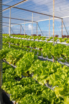 Rows of lettuce with hydroponic system in greenhouse