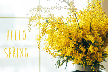 Hello Spring. Bouquet of yellow mimosa flowers. 8 March, women's day concept.