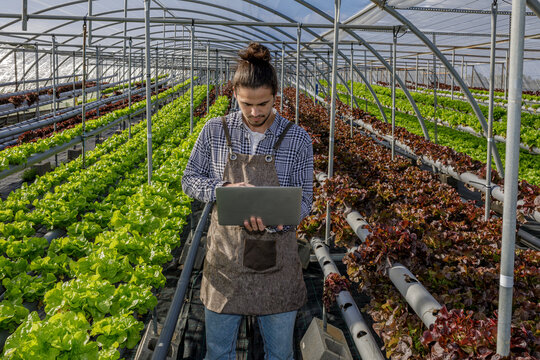 Farmer inspecting lettuce seedlings in greenhouse and using laptop