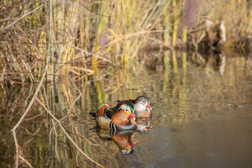 Pair of mandarin ducks (Aix galericulata) swimming near the bank overgrown with reeds.