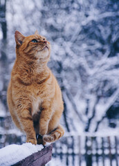 cat on the snow