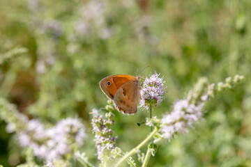 The butterfly (Satyridae) sitting on a mint flower close-up