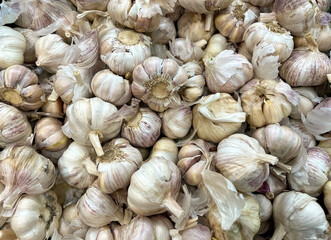 Background of fresh garlic for planting in the garden 