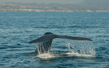 Blue Whale Fluke Off Dana Point