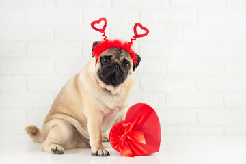  Valentine funny pug dog dressed in a heart-shaped tiara sits with a red heart-shaped gift on a...