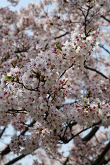 集合住宅の敷地に咲く桜