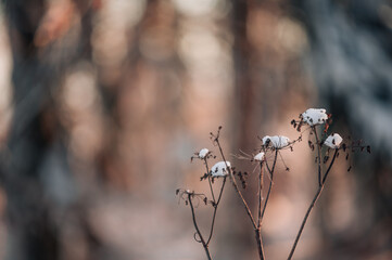 Dry grass flower in winter at sunset. Winter landscape background.